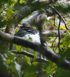 Stewart Is Bird New Zealand Pigeon Kereru Hemiphaga Novaeseelandiae