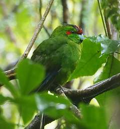 Stewart Is Bird Red Crowned Parakeet Kakariki Cyanoramphus Novae Zelandiae