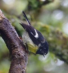 Stewart Is Bird South Is Tomtit Petroika Macrocephala Macrocephala