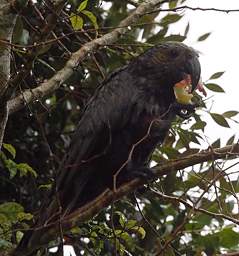 Stewart Is Bird Kaka Nestor Meridionalis