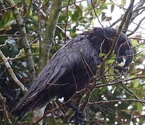 Stewart Is Bird Kaka Nestor Meridionalis