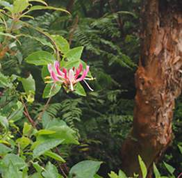 Stewart Is Flower Mistletoe