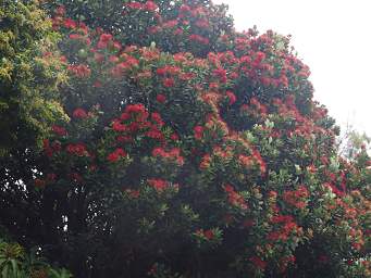 Stewart Is Tree Pohutukawa Metrosideros