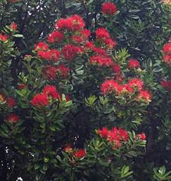 Stewart Is Tree Pohutukawa Metrosideros