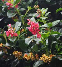 Stewart Is Flower Xxx Red