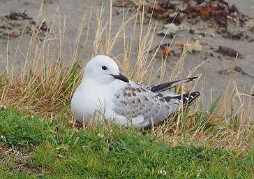 Stewart Is Bird Black Billed Gull Larus Bulleri