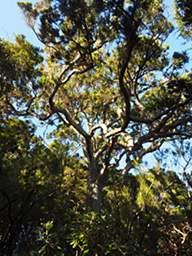 Stewart Is Ulva Is Tree Xxx