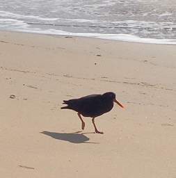 Stewart Is Ulva Is Bird Pied Oystercatcher Haematopus Unicolor