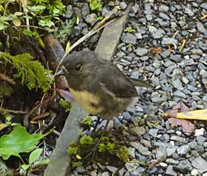 Stewart Is Ulva Is Bird South Is Robin Petroica Australis Australis