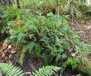 Stewart Is Ulva Is Ferns