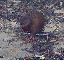 Stewart Is Ulva Is Bird Weka Gallirallus Australis