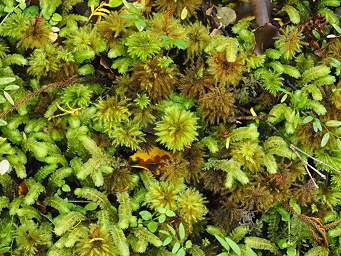 Stewart Is Ulva Is Ferns