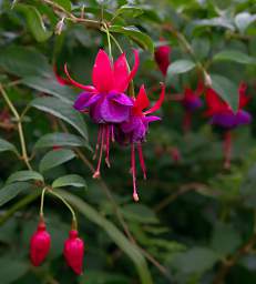 Invercargill Flower Fuchsia