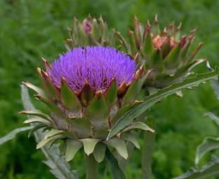 Invercargill Flower Xxx Purple