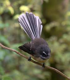 Invercargill Bird Fantail Piwakawaka Rhipidura Fuliginosa