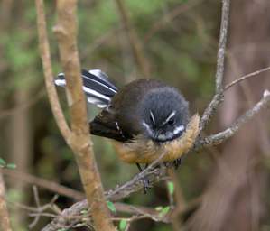 Invercargill Bird Fantail Piwakawaka Rhipidura Fuliginosa