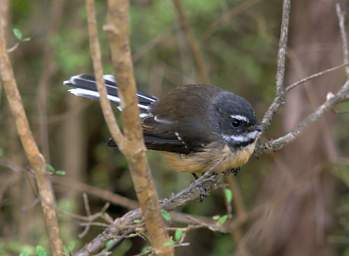 Invercargill Bird Fantail Piwakawaka Rhipidura Fuliginosa