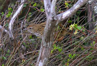 Invercargill Bird Fernbird Matata Bowdleria Punctata