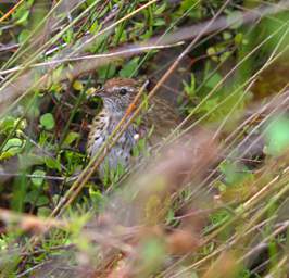 Invercargill Bird Fernbird Matata Bowdleria Punctata