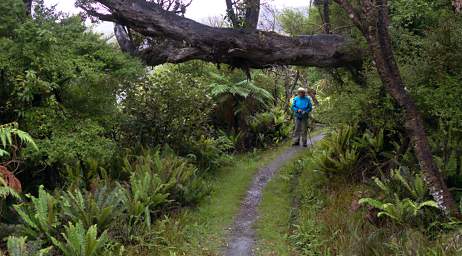 Stewart Is Tree Over Trail Dona