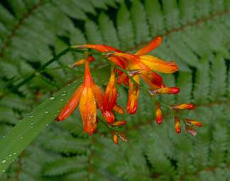 Stewart Is Flower Xxx Orange