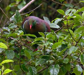 Stewart Is Bird New Zealand Pigeon Kereru Hemiphaga Novaeseelandiae