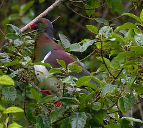 Stewart Is Bird New Zealand Pigeon Kereru Hemiphaga Novaeseelandiae