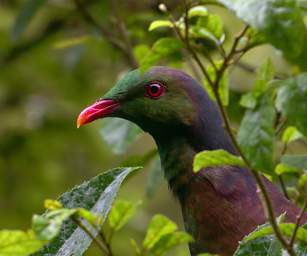 Stewart Is Bird New Zealand Pigeon Kereru Hemiphaga Novaeseelandiae