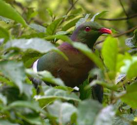 Stewart Is Bird New Zealand Pigeon Kereru Hemiphaga Novaeseelandiae