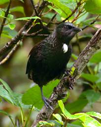 Stewart Is Bird Tui Prosthemadera Novaeseelandiae