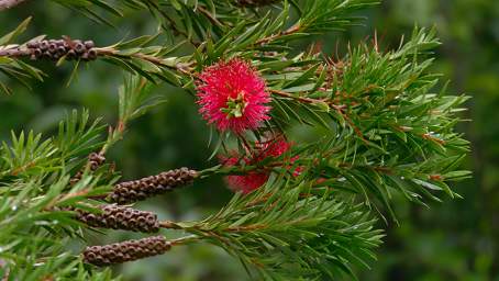 Stewart Is Tree Rata Metrosideros