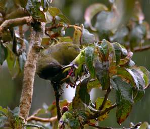 Stewart Is Bird Bellbird Korimako Anthornis Melanura