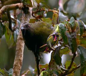 Stewart Is Bird Bellbird Korimako Anthornis Melanura