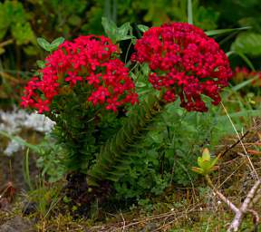 Stewart Is Flower Xxx Red