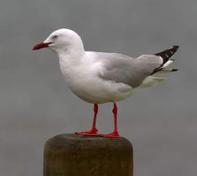 Stewart Is Bird Red Billed Gull Larus Novaeholiandiae Scopulinus