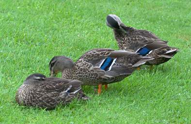 Stewart Is Bird Mallard Anas Platyrhynchos F