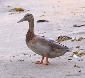 Stewart Is Bird Xxx Duck