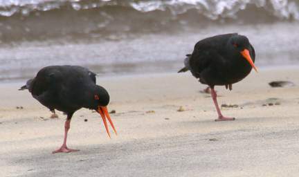 Stewart Is Bird Variable Oystercatcher Haematopus Ostralegus Finschi