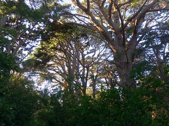 Stewart Is Ulva Is Tree Xxx