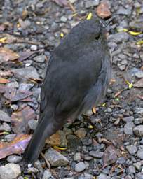 Stewart Is Ulva Is Bird South Island Robin Petroica Australis Australis