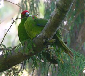 Stewart Is Ulva Is Bird Red Crowned Parakeet Kakariki Cyanoramphus Auriceps
