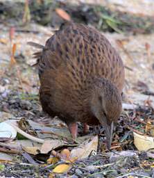 Stewart Is Ulva Is Weka Gallirallus Australis