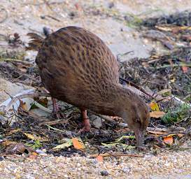Stewart Is Ulva Is Weka Gallirallus Australis