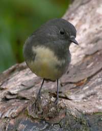 Stewart Is South Island Tomtit Petroica Macrocephala Macrocephala