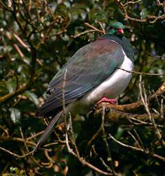 Stewart Is Bird New Zealand Pigeon Kereru Hemiphaga Novaeseelandiae