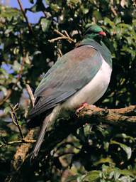Stewart Is Bird New Zealand Pigeon Kereru Hemiphaga Novaeseelandiae