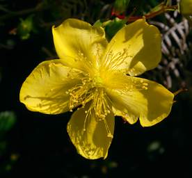 Stewart Is Flower Xxx Yellow