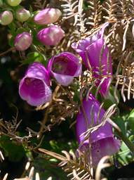 Stewart Is Flower Xxx Lavender