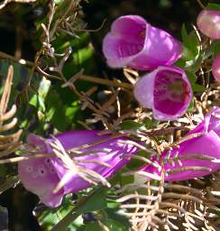 Stewart Is Flower Xxx Lavender