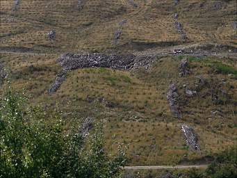 Otago RT Clearcut Replant